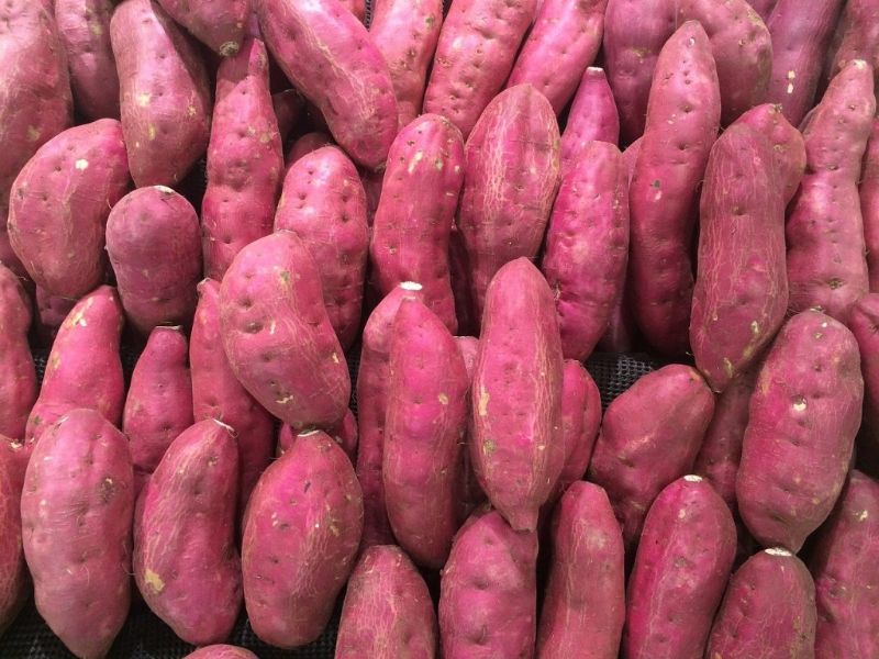Mơ thấy khoai lang là điềm gì? Giải mã chiêm bao chuẩn xác 9 Chiêm bao thấy khoai lang đánh con gì?